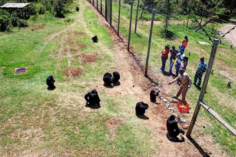 Visit to Sweetwater’s Sanctuary-Ol pejeta
