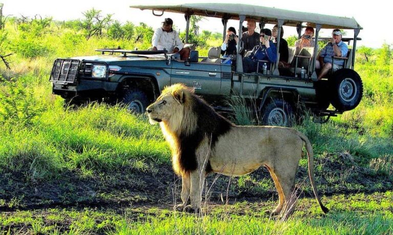 landcruising safari tour with lion in view