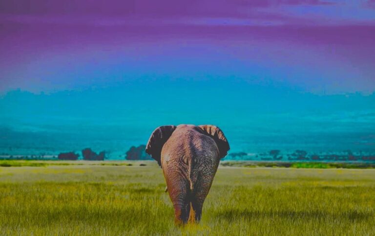 Kenya National Parks and Game Reserves